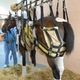 Illustration for article titled Deadspin HOF Nominee: Barbaro